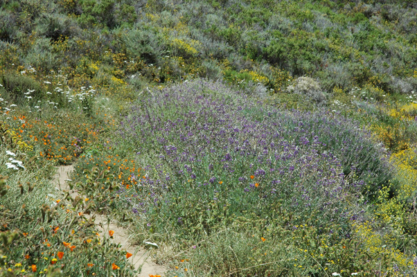 Soberanes Canyon 062.jpg